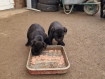 Vand catei Cane Corso