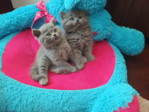 2 pui jucăuși de pisică British Shorthair, cadoul perfect de sărbători