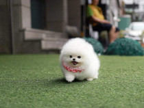 Pomeranian mini toy Ursuleț! Asigur transport!