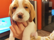 Pui beagle cu pedigree