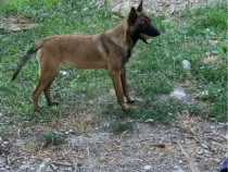 Catelusa ciobanesc belgian malinois