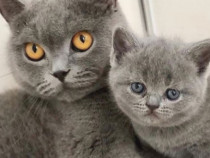 British shorthair