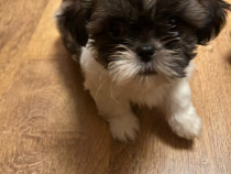 Caini Shih Tzu de vanzare