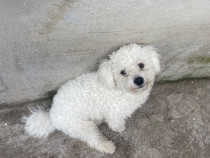 Bichon Maltez 7 luni