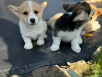 Cățeii Welsh Corgi Pembroke