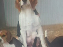 Beagle Tricolor cu pedigree