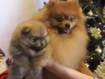 Pui de pomeranian de calitate.