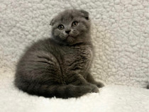 Pui British Shorthair