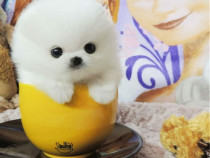 Pomeranian Mini Boo talie puppy de buzunar