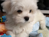 Bichon maltez mini toy