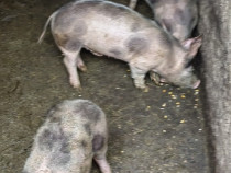 Porci de vanzare