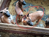 Ciobanesc Malinois Belgian