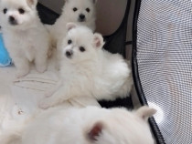 Cățeluși pomeranian vârsta 2 luni