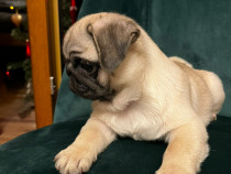 Pug cu pedigree FCI