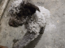 Căței Lagotto de 9 săptămâni din parinti cautatori de trufe