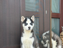 Pui Husky Siberian