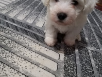 Bichon de casă pui