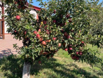 Toaletare pomi fructiferi și arbuști