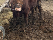 Vând vițel 350 kg