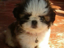 Shih-tzu talie mica