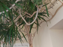 Dracena 5 metri, 20 ani