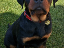 Pui Rottweiler talie mare