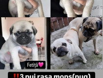 Pui mops/pug rasa pura