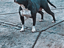 American bully vând sau schimb