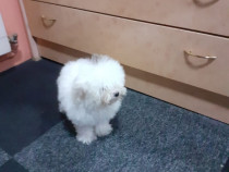 Pui de Bichon Maltez