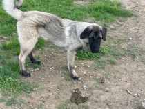 Câine Kangal de 1 an!