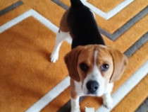 Mascul Beagle exemplar foarte frumos