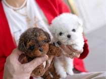 Maltipoo TeaCup Toy (Autentici si ireprosabili)