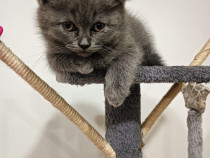 Scottish Fold, British Shorthair In cautare de o noua casă