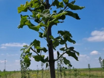 Paulownia Tomentosa Arbori Ornamentali Copaci cu inaltime 2 m + 6 m