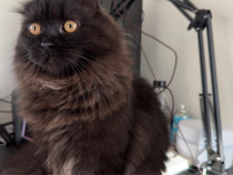 Scottish Fold Longhair