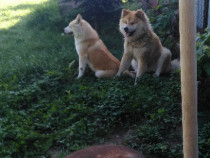 Donez Akita Inu, 6 ani