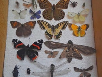 Insectar deosebit ptr. școală/ facultate/agronomie/ elevi