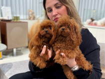 Poodle Toy ( Caniche pitic ) Pedigree Fci Bear face