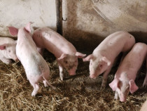 Vând purcei și porci