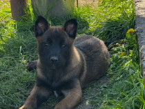 Pui Ciobănesc Belgian Malinois