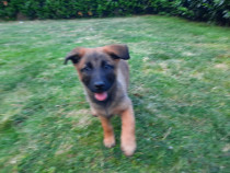 4 cățelușe malinois