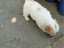 Bichon 8 săptămâni