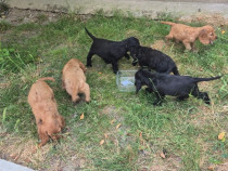 Puiuți Cocker Spaniel