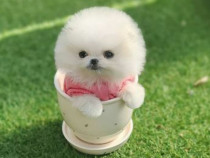 Pomeranian Mino de buzunar
