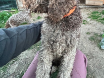 Lagotto Romagnolo femelă, 4 ani dresată pentru căutat trufe