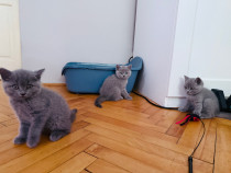 Puiuți british shorthair blue