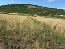 Teren intravin 2000 mp in Soimus