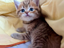 Puiuti British Shorthair Tabby