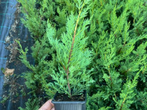 Leylandii - Cupressocyparis leylandii
