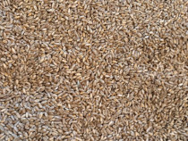 Grâu de Toamnā bun